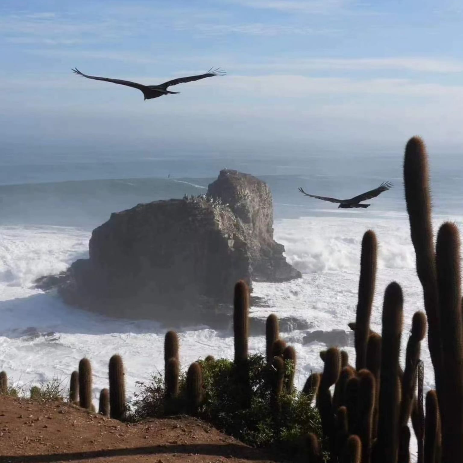 Parcelas en venta en Alto Pichilemu 6