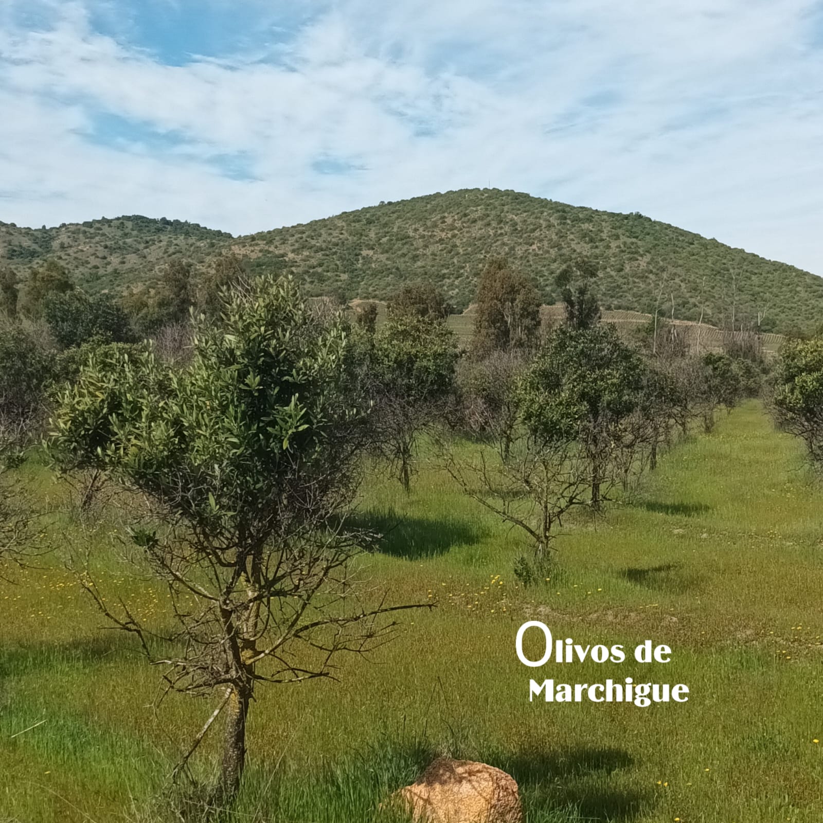 Parcelas en venta en Olivos de Marchigüe