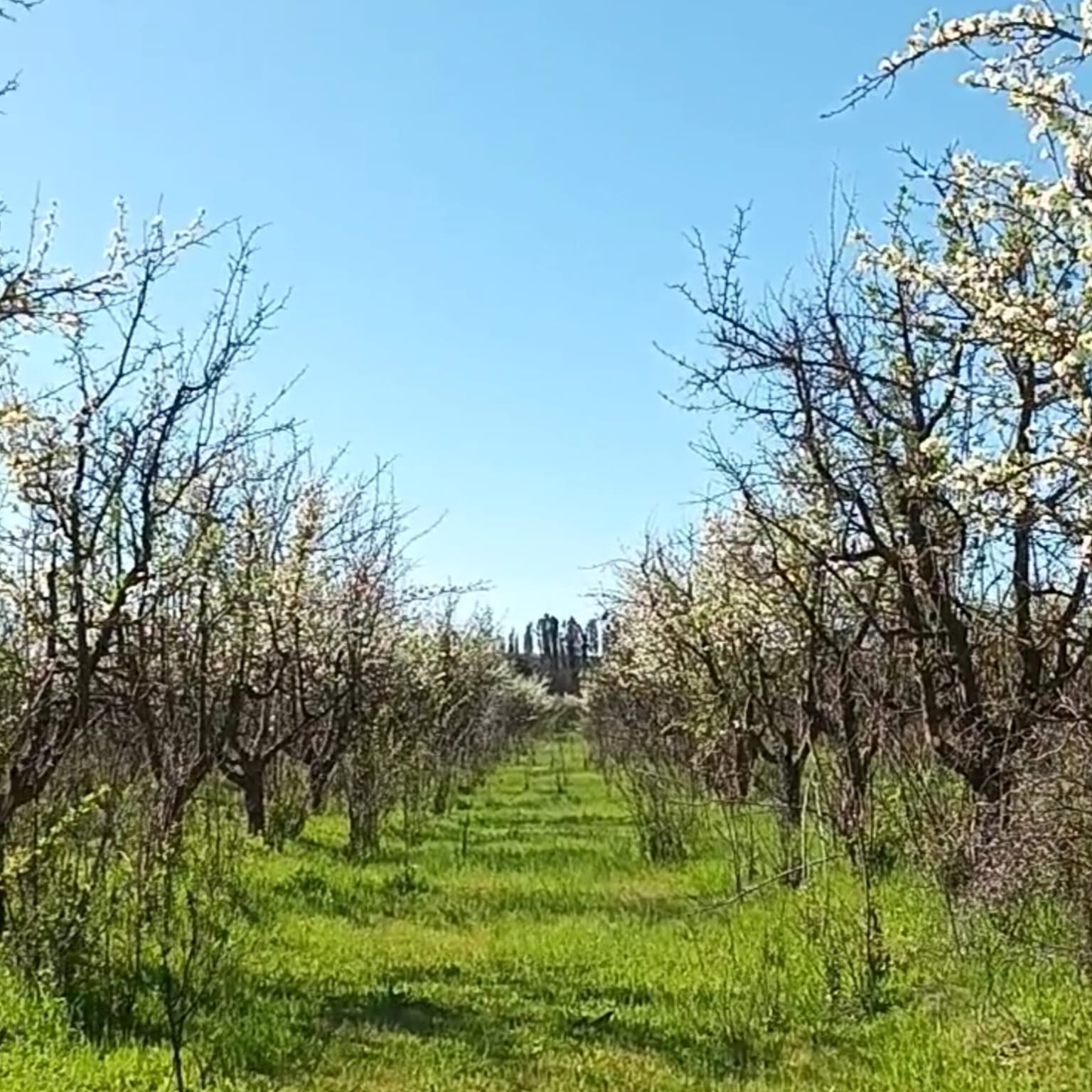 Parcelas en venta en la Estrella Hacienda Don Bastián 10