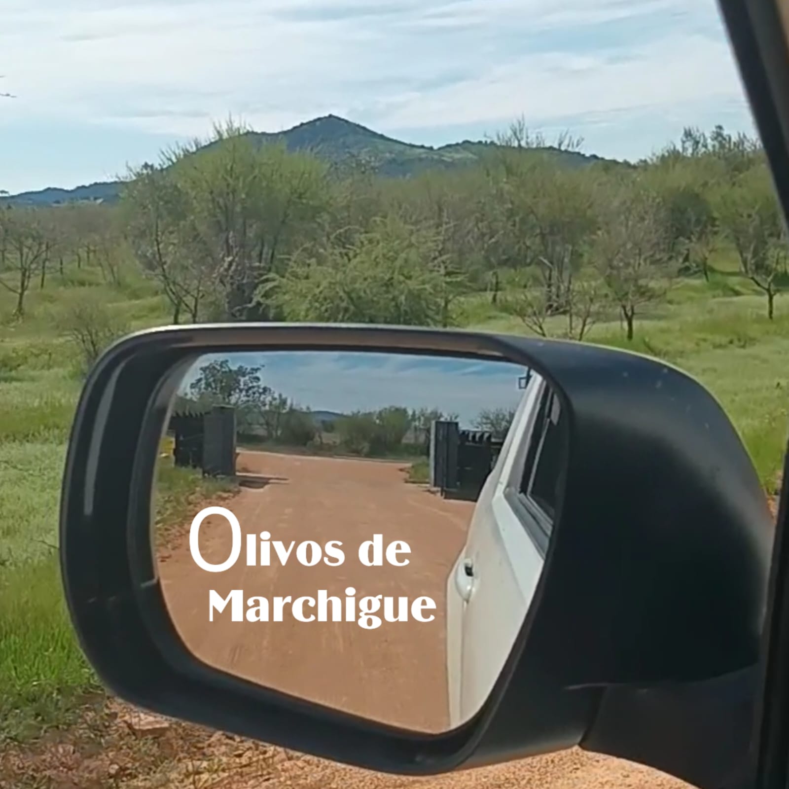 Parcelas en venta en Olivos de Marchigüe