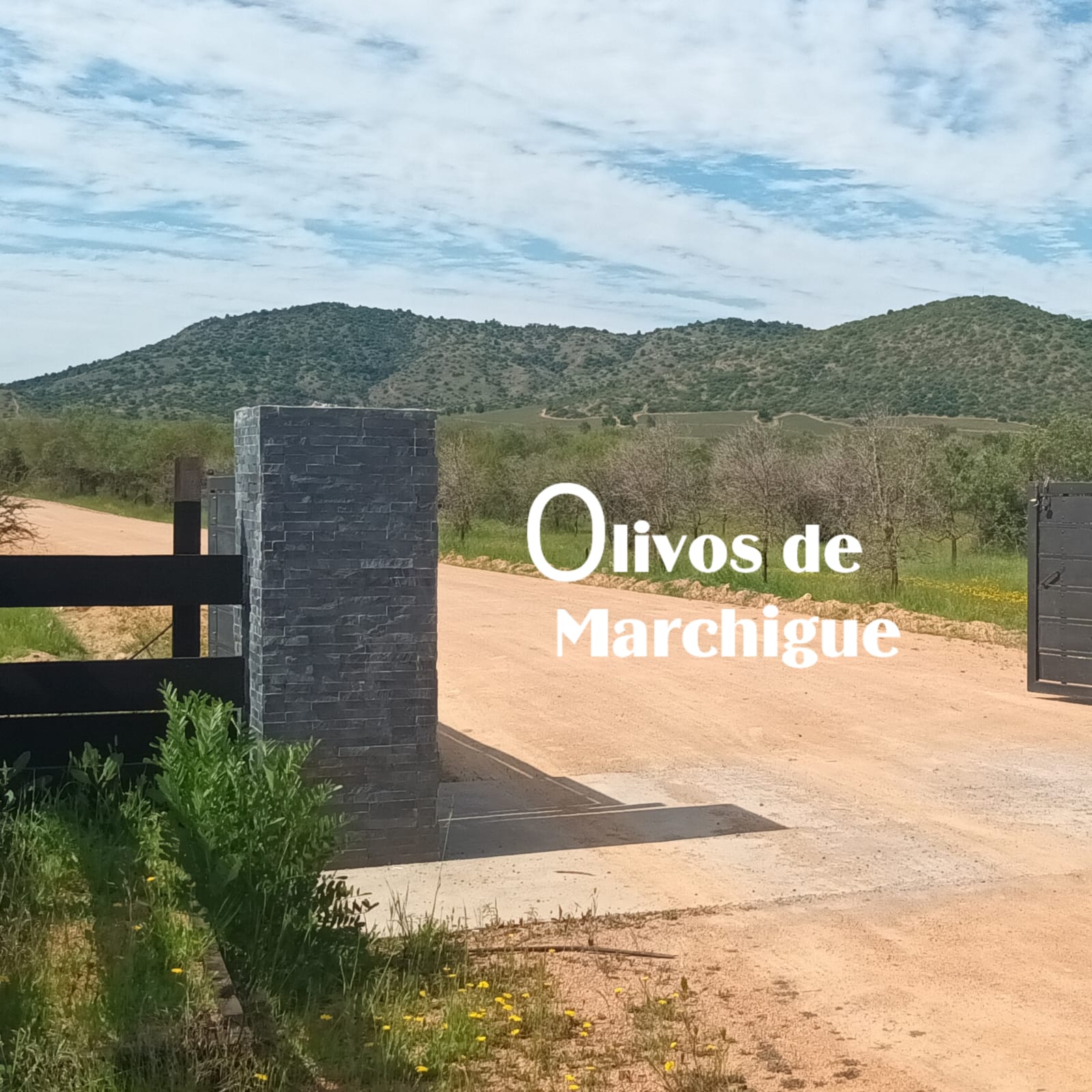 Parcelas en venta en Olivos de Marchigüe