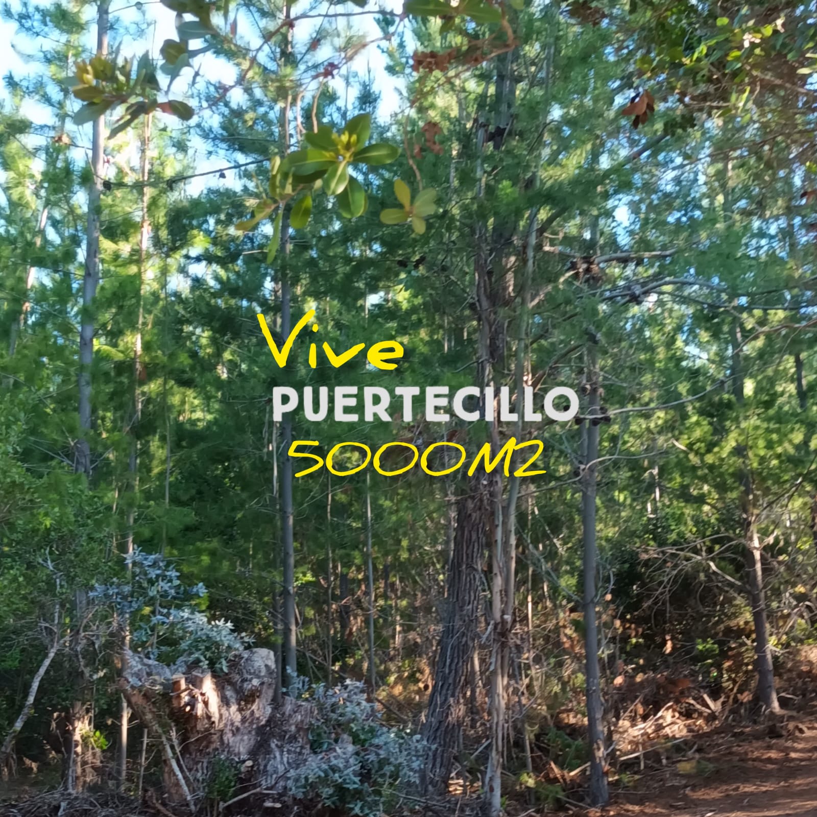 Parcelas en venta en Puertecillo 4