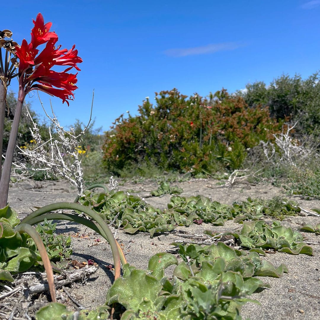 Parcelas en venta en Ovalle 3