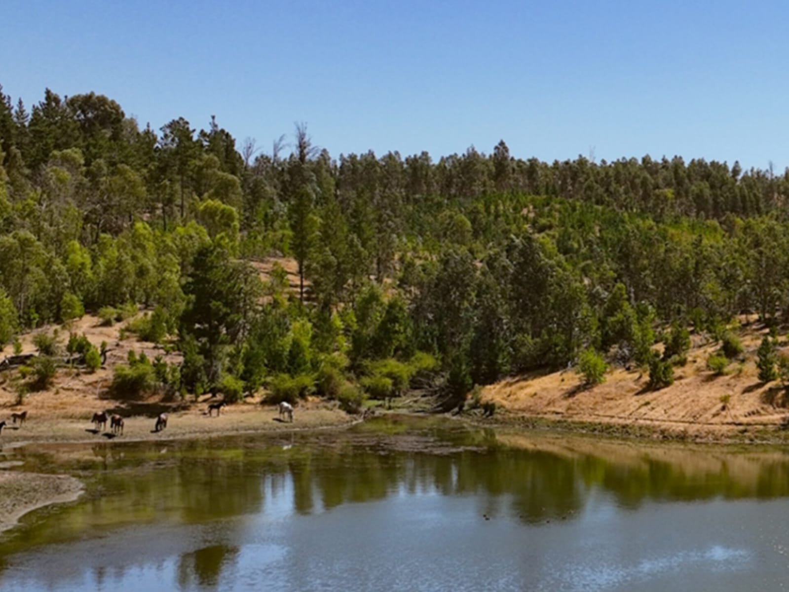 Parcelas en venta en Viñas de Cauquenes